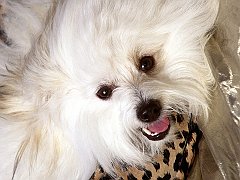 Baby, Coton D' Tulear